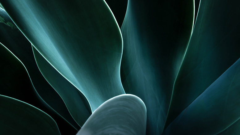 /siteassets/images/news-releases/nr-generic-green-petals-featured.jpg